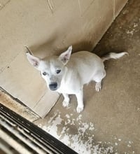 Cotton - Photo 3