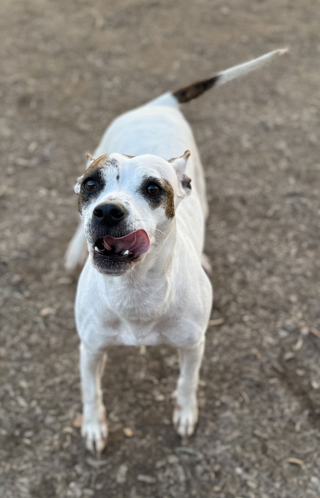 RADAR - American Pit Bull Terrier available for adoption