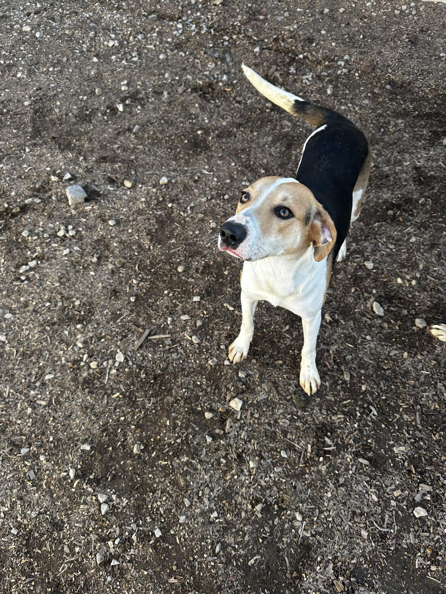 FOXY - Foxhound available for adoption