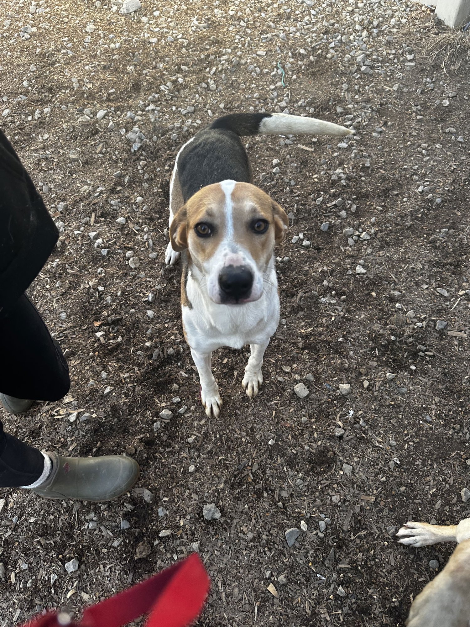 FOXY - Foxhound available for adoption