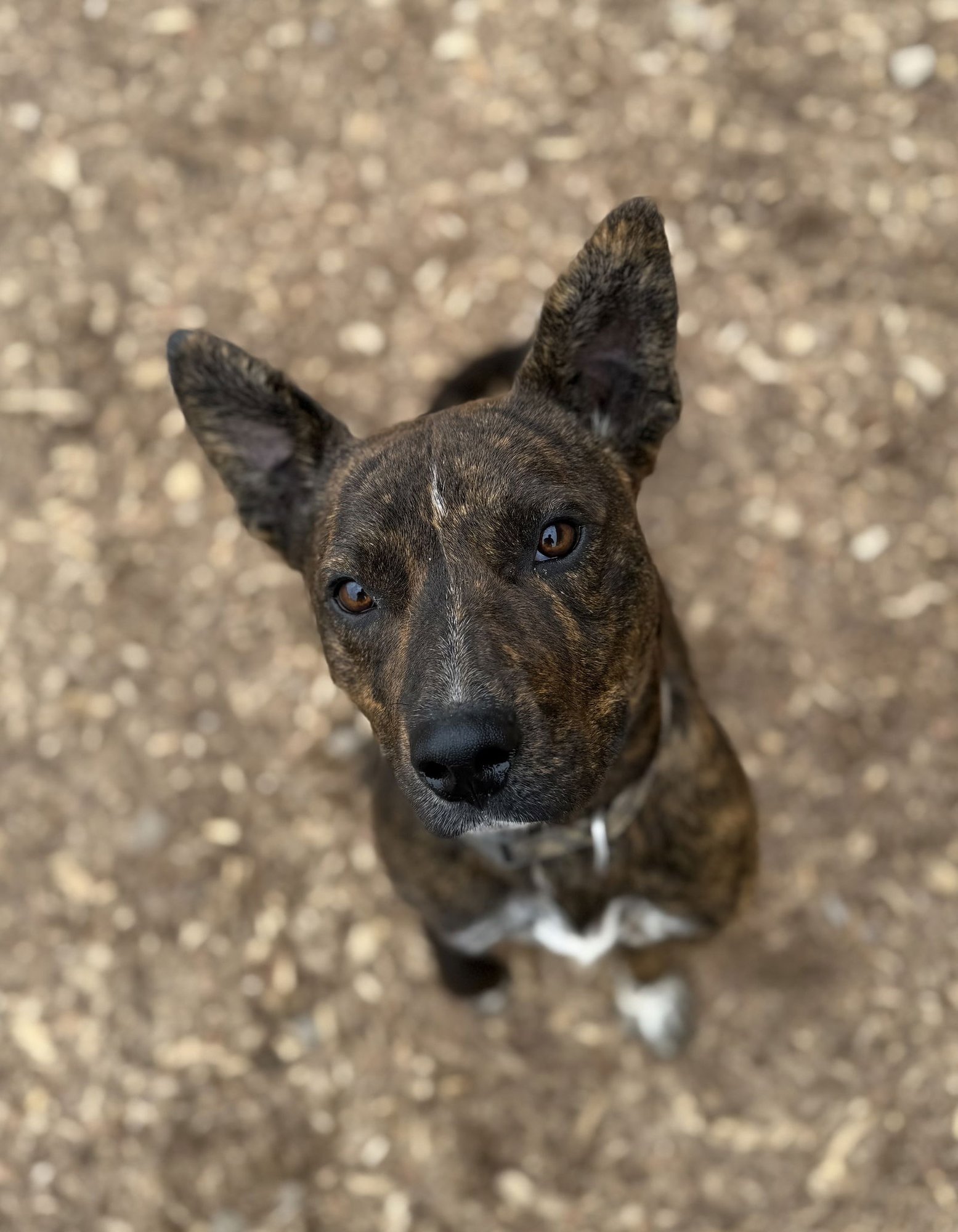 LATTE - American Pit Bull Terrier available for adoption