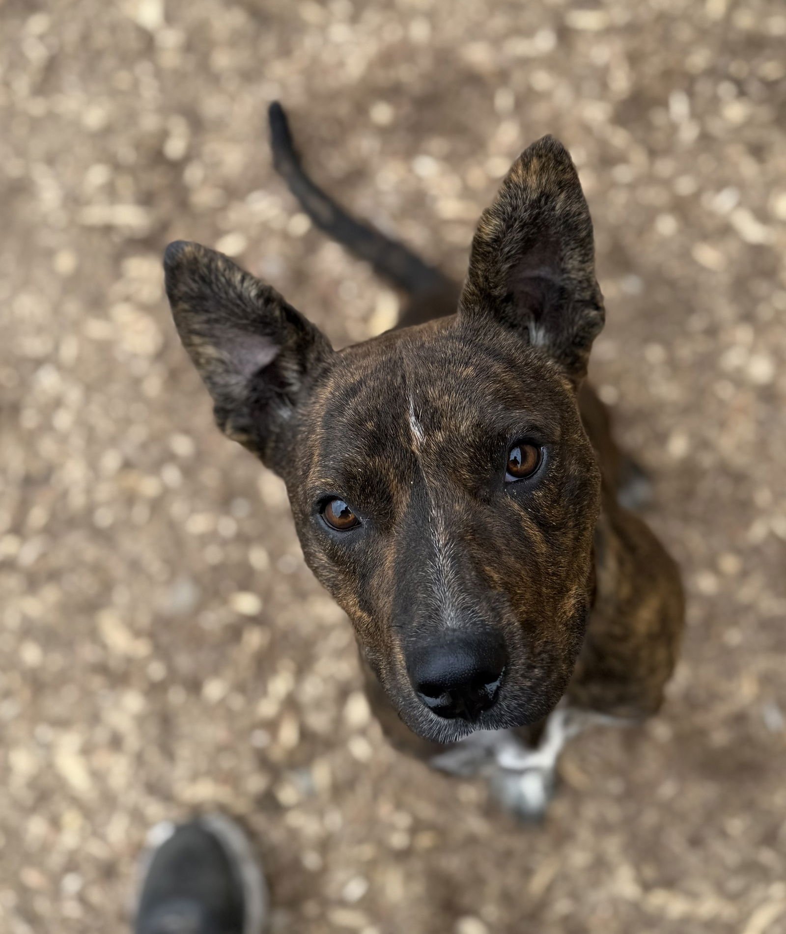 LATTE - American Pit Bull Terrier available for adoption