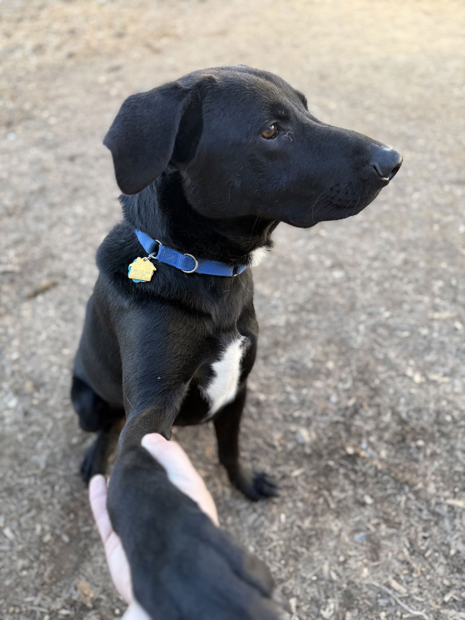 TYSON - Black Labrador Retriever available for adoption