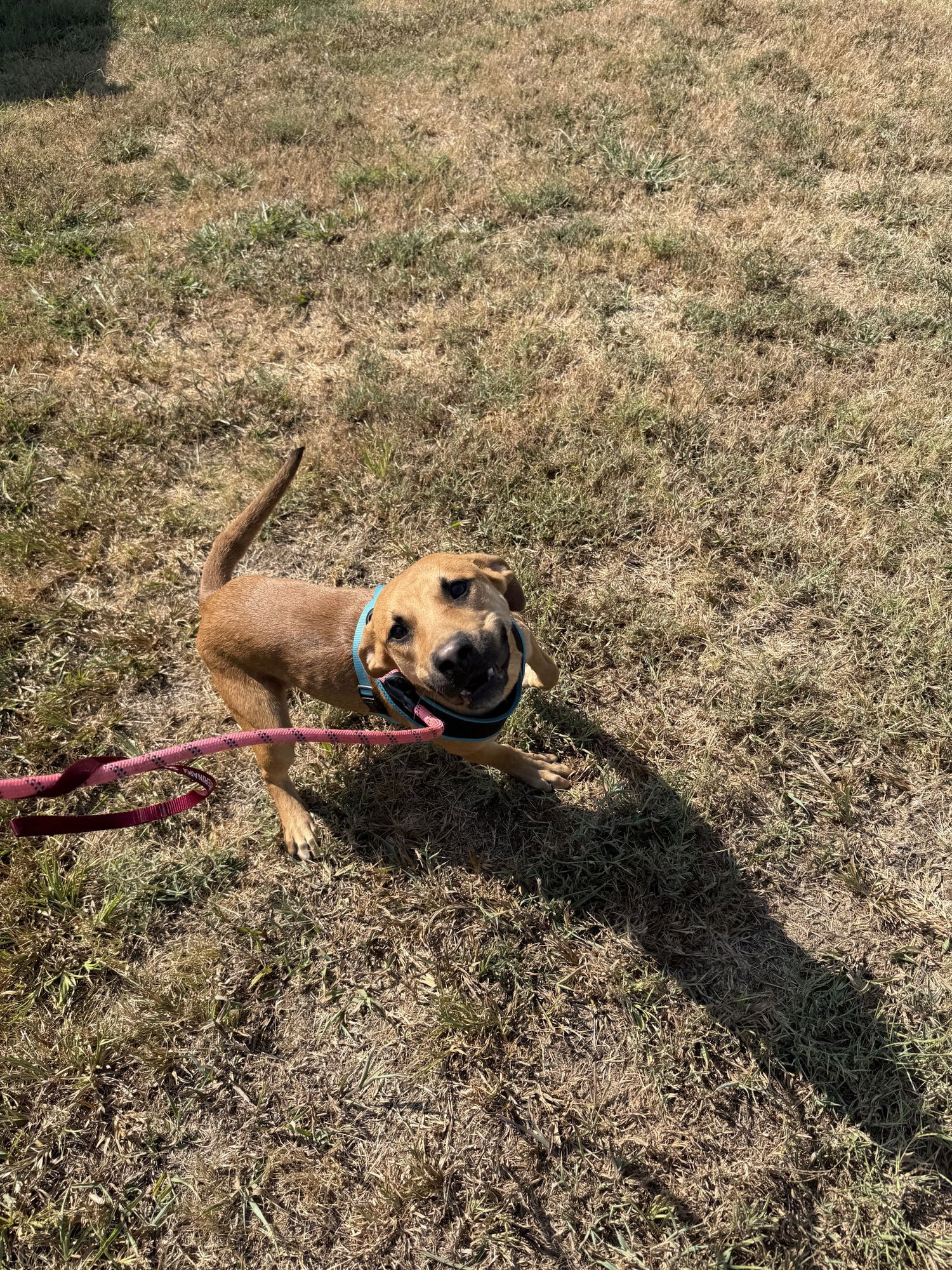 CHILI - German Shepherd Dog available for adoption