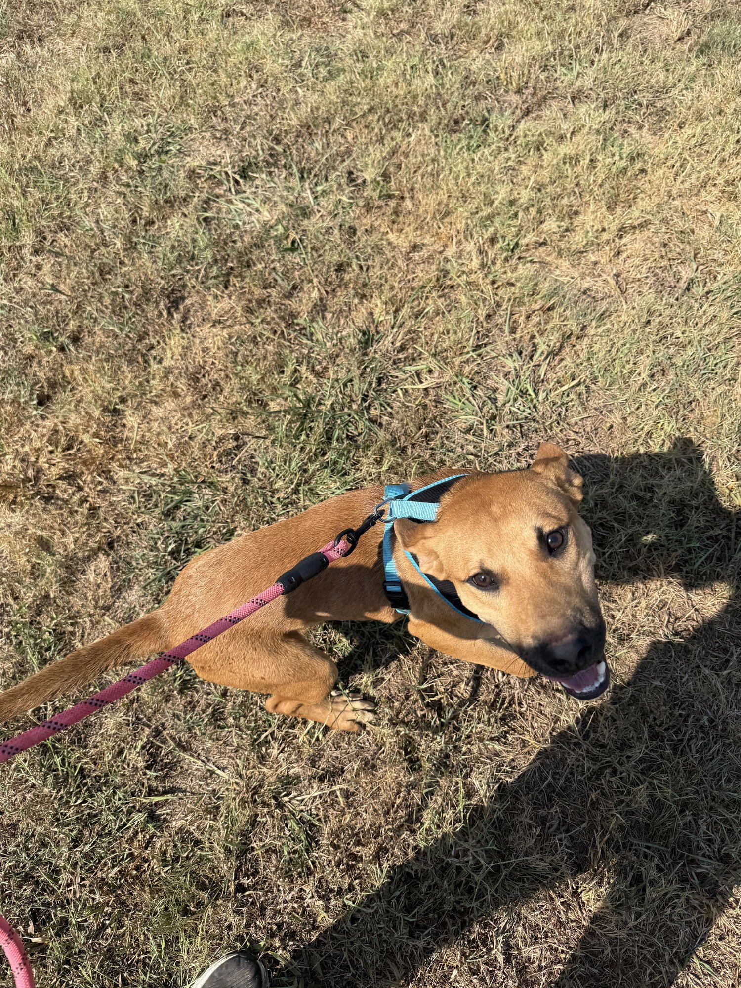 CHILI - German Shepherd Dog available for adoption