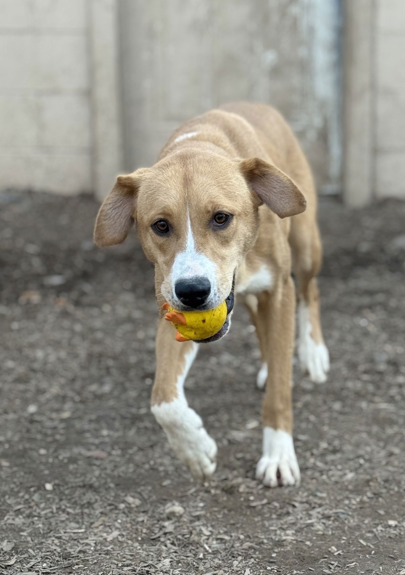 DORI - Basenji / Carolina Dog available for adoption