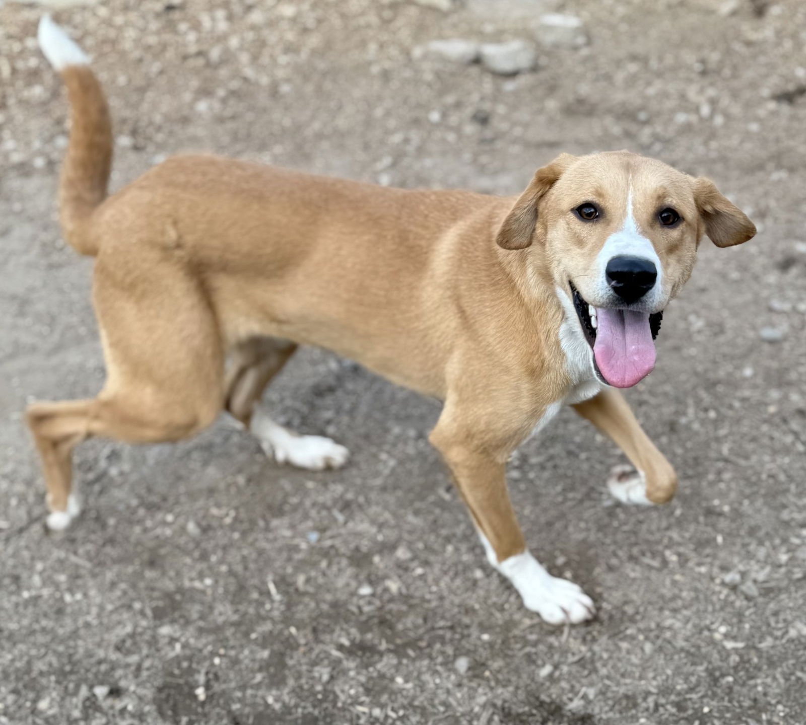 DORI - Basenji / Carolina Dog available for adoption