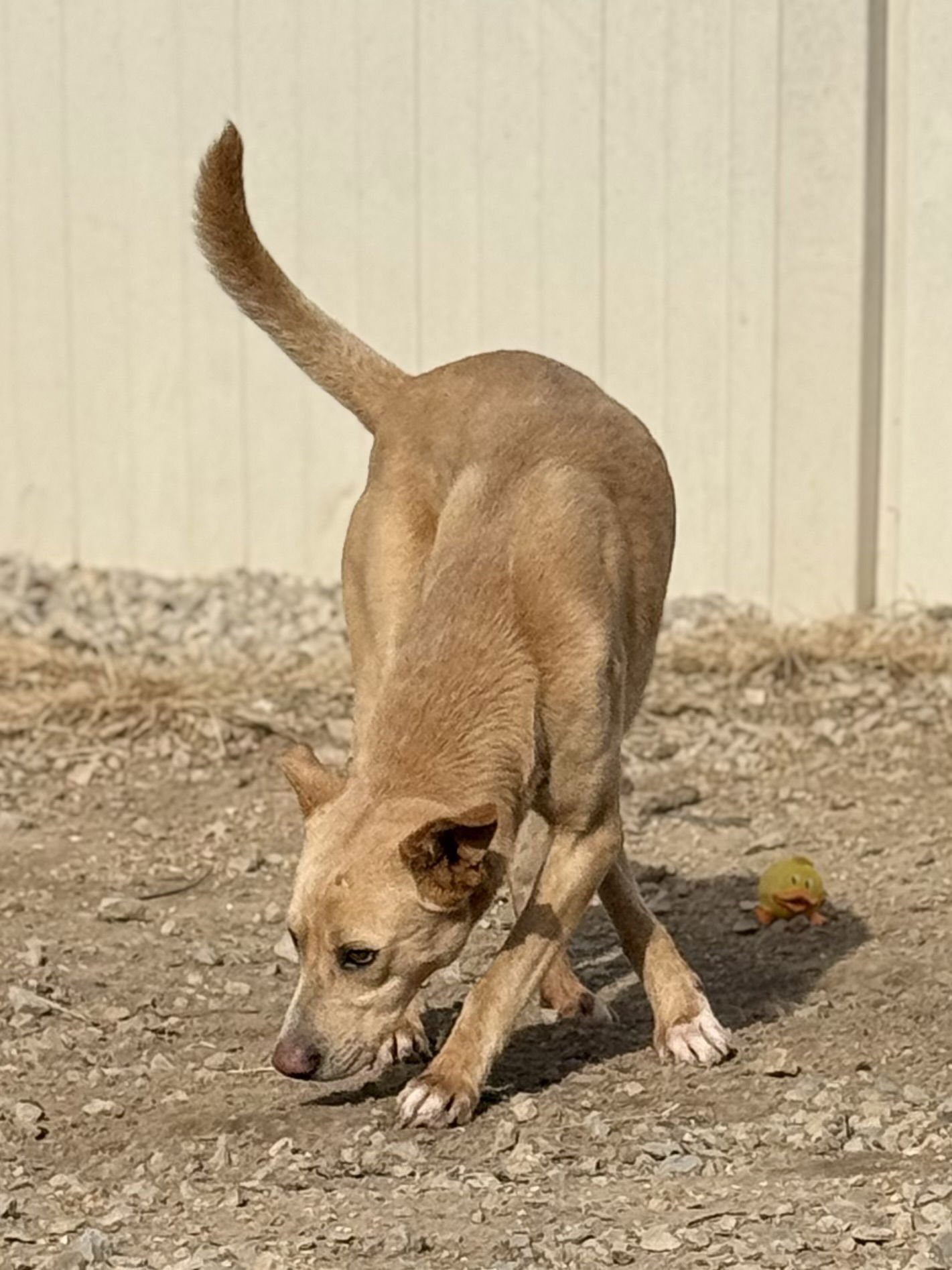 SNOOP DOG - Labrador Retriever / Hound available for adoption