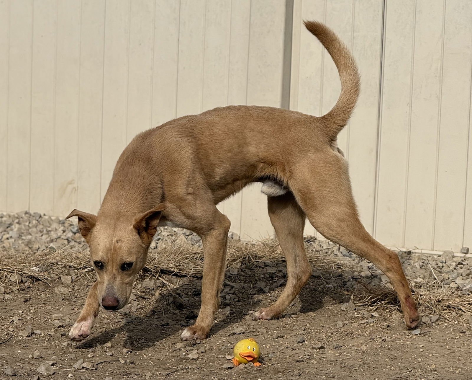 SNOOP DOG - Labrador Retriever / Hound available for adoption