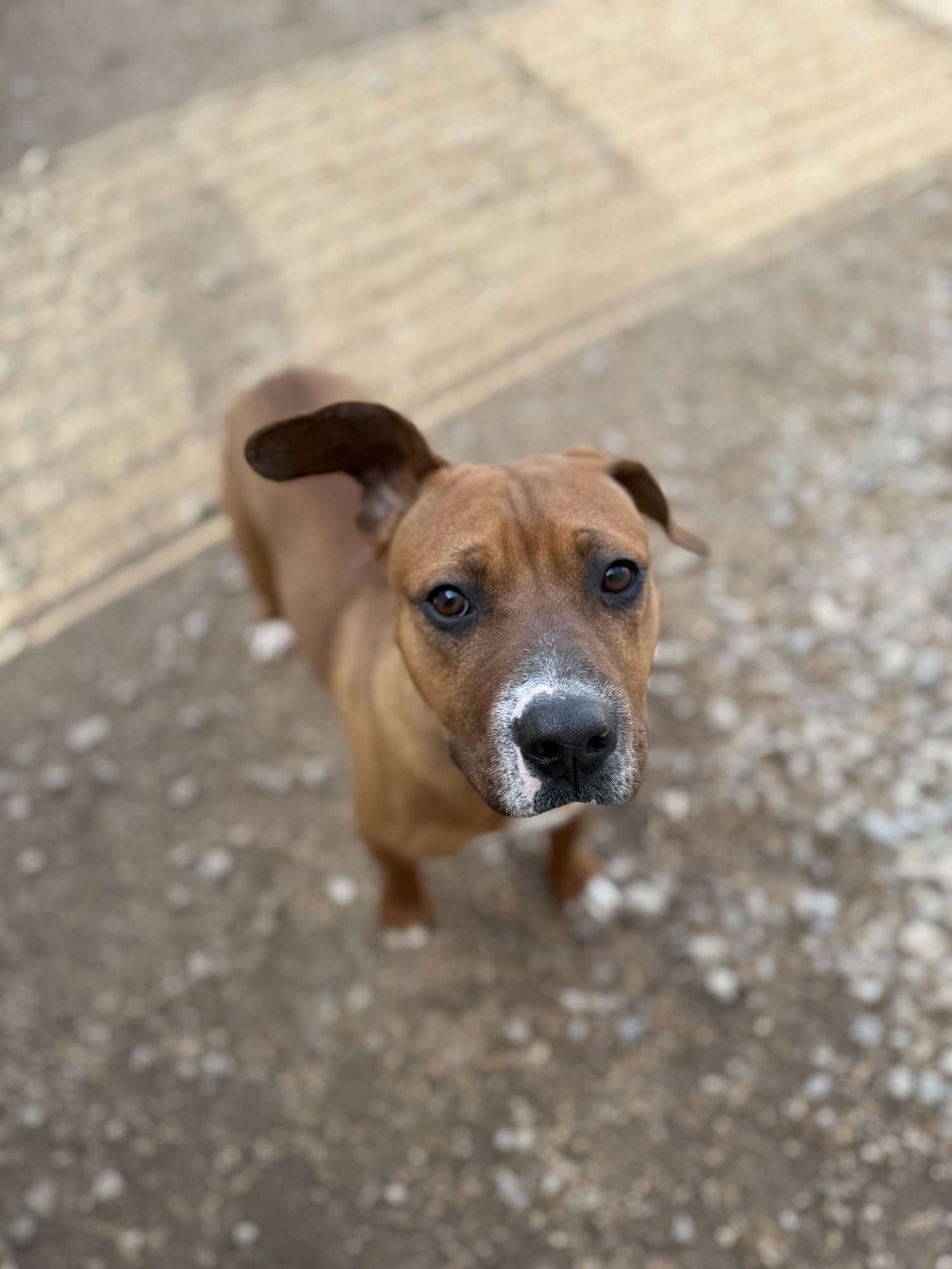 AJ - American Pit Bull Terrier / Labrador Retriever available for adoption