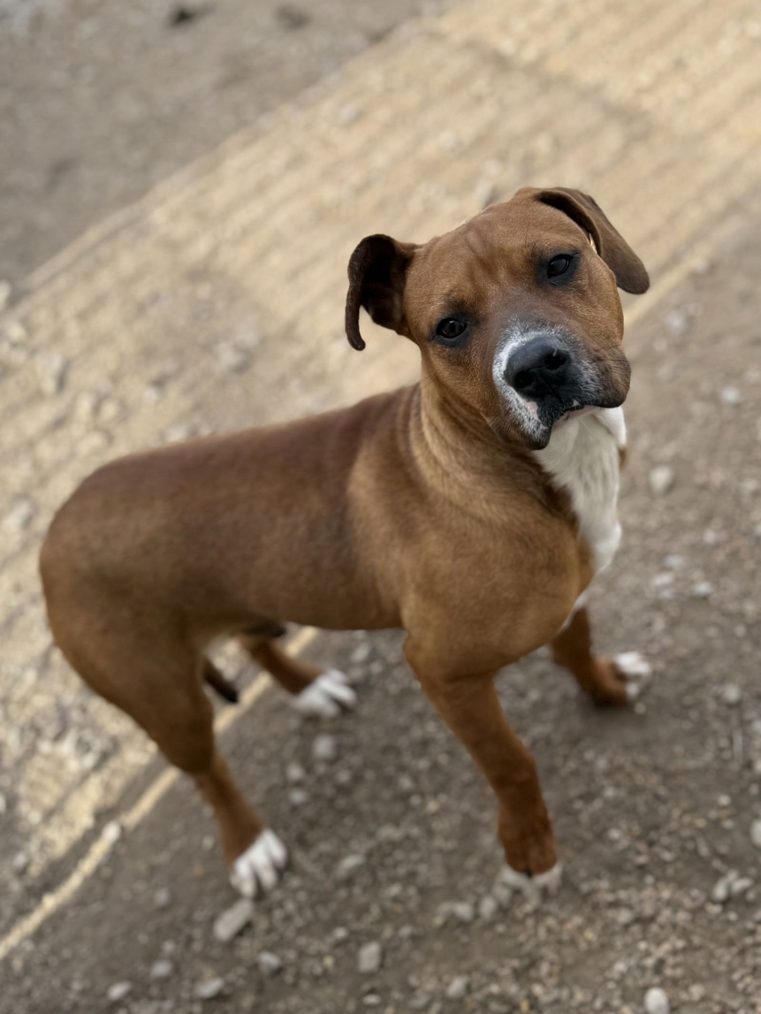 AJ - American Pit Bull Terrier / Labrador Retriever available for adoption