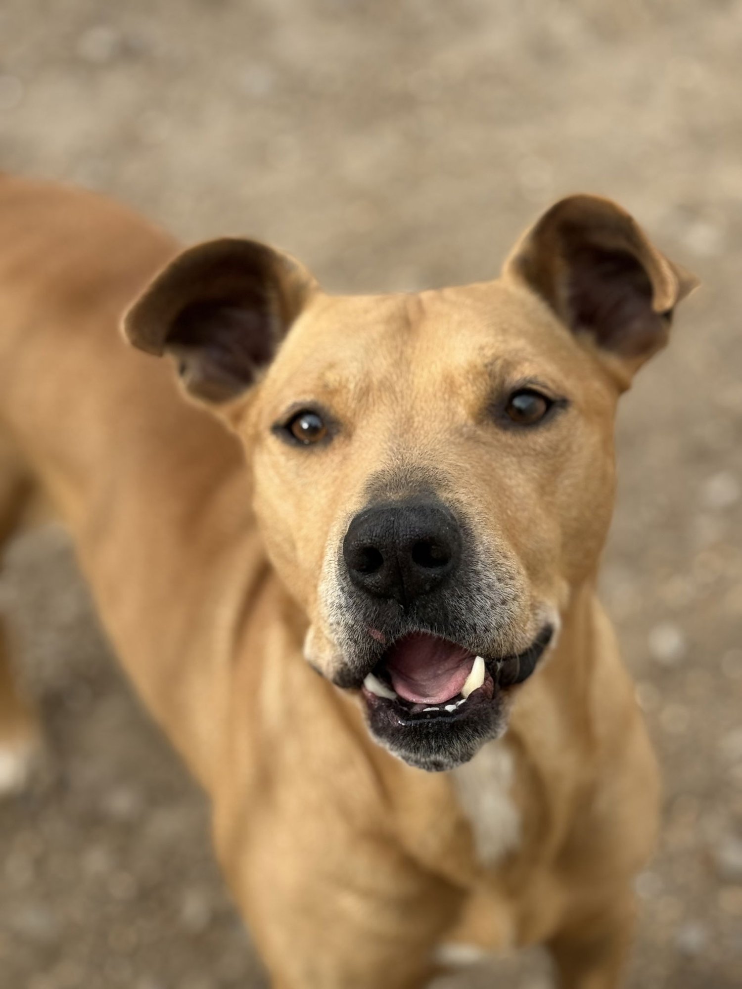 MCMUFFIN - Labrador Retriever / Pit Bull Terrier available for adoption