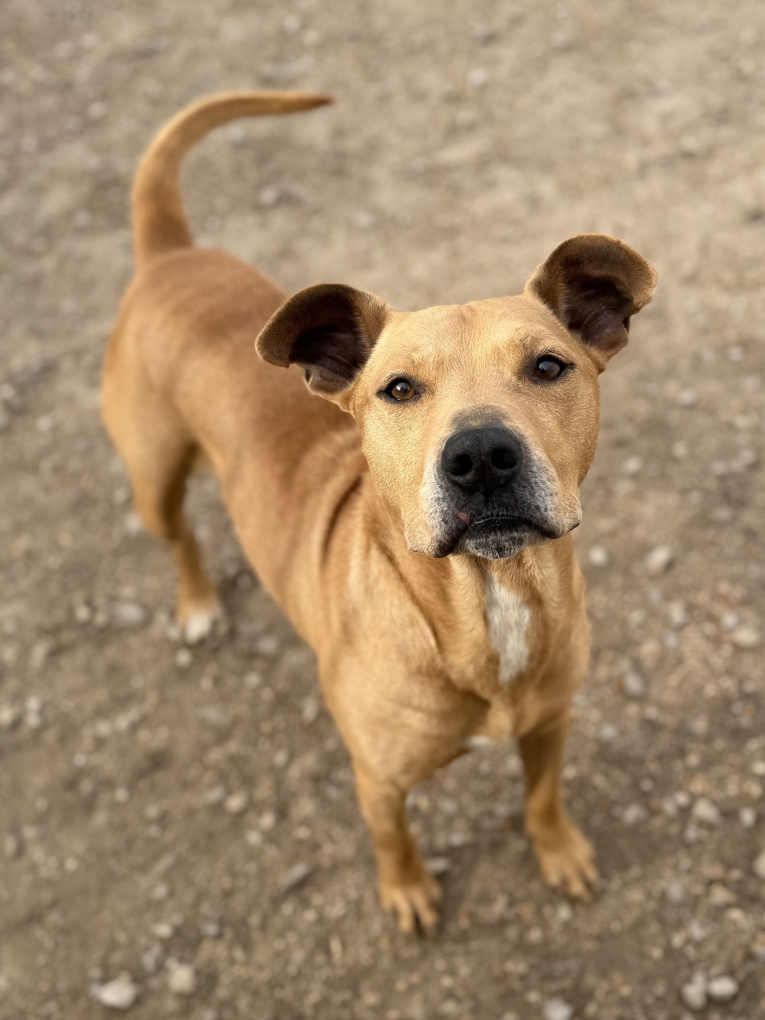 MCMUFFIN - Labrador Retriever / Pit Bull Terrier available for adoption