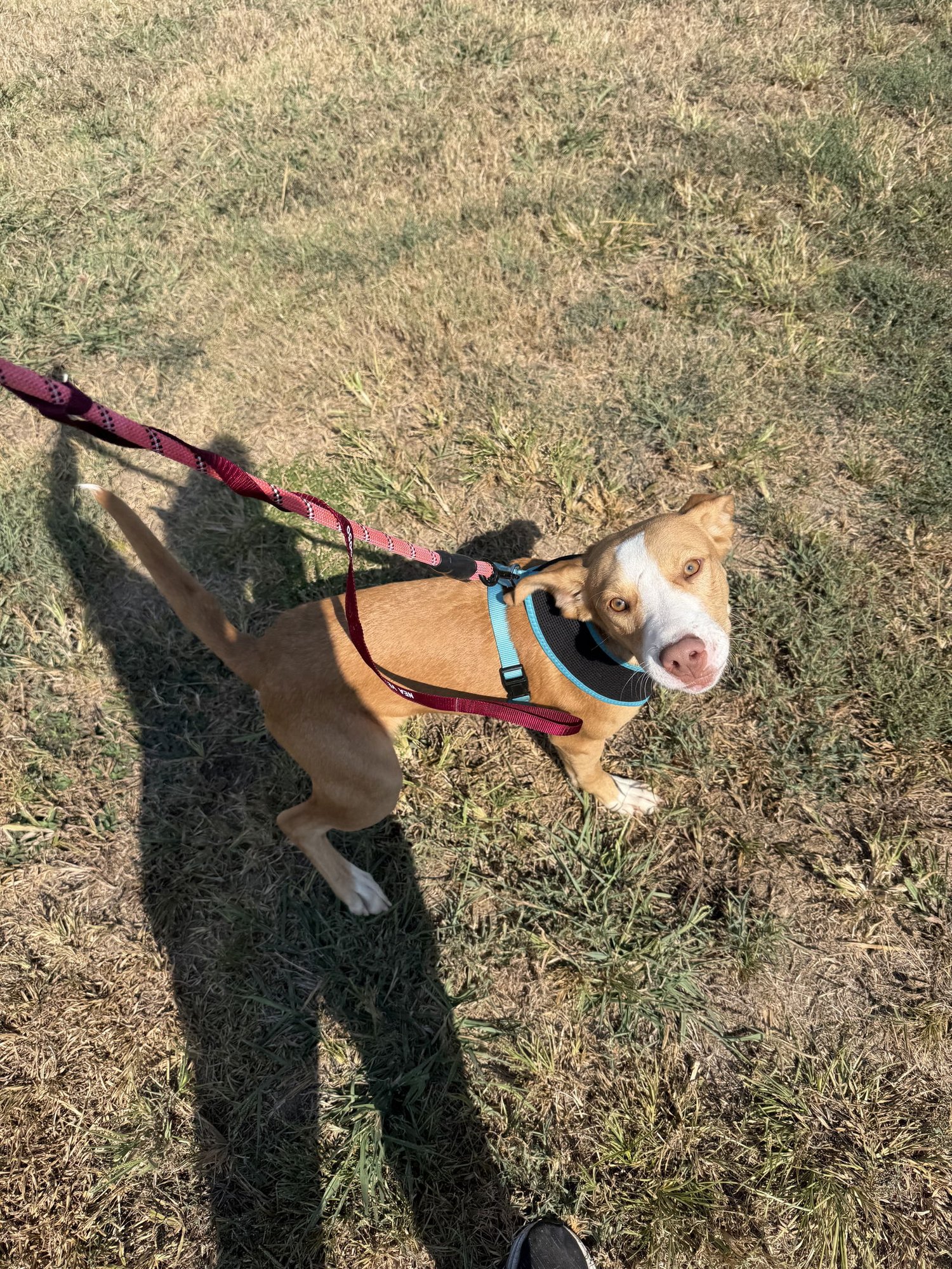 DOBBY - German Shepherd Dog / Labrador Retriever available for adoption
