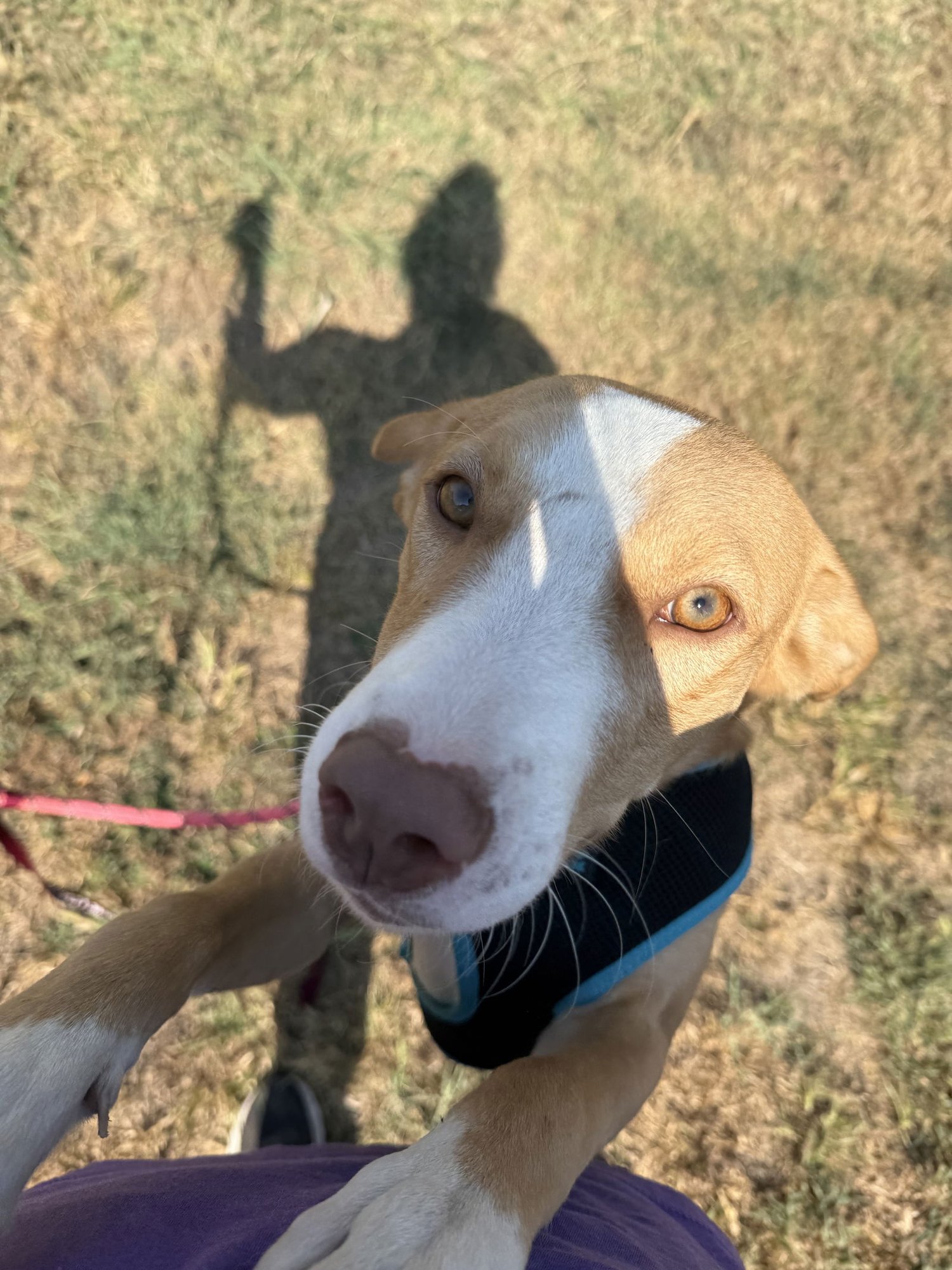DOBBY - German Shepherd Dog / Labrador Retriever available for adoption