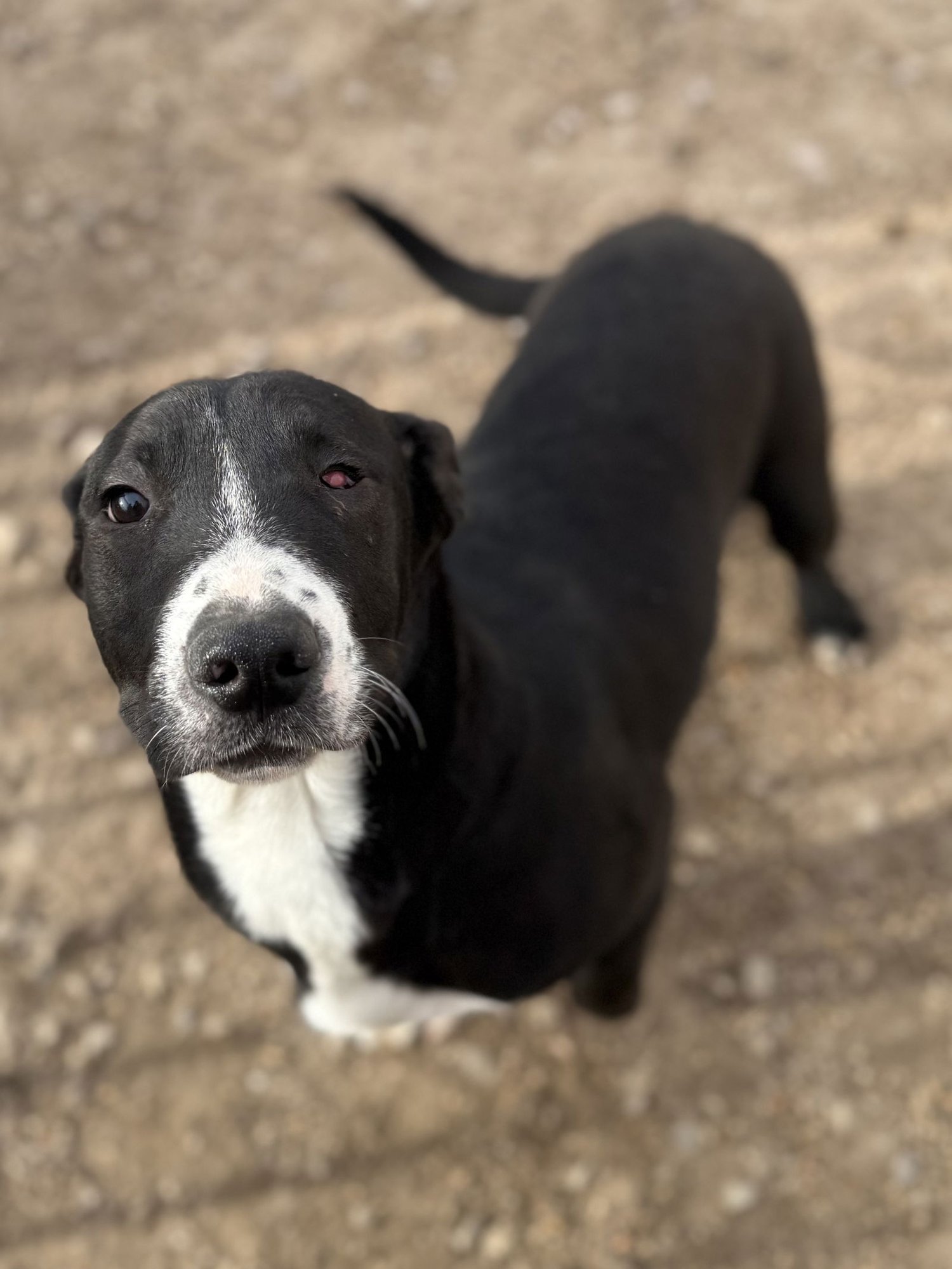 NITA - Labrador Retriever available for adoption