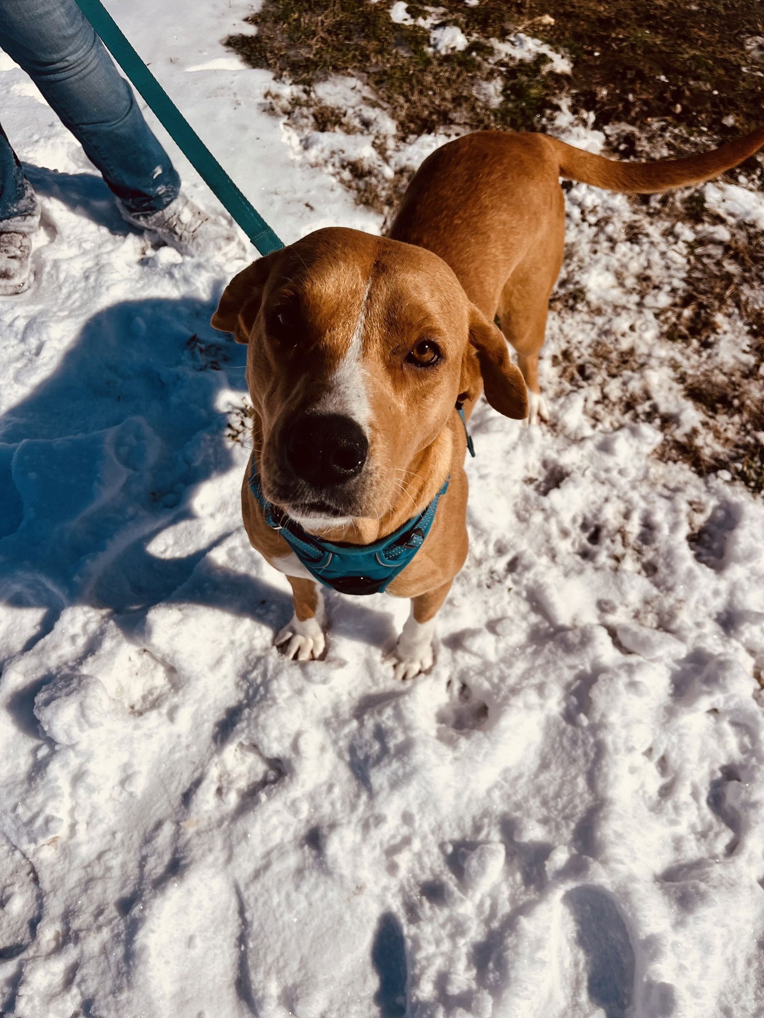 LULU - Retriever available for adoption