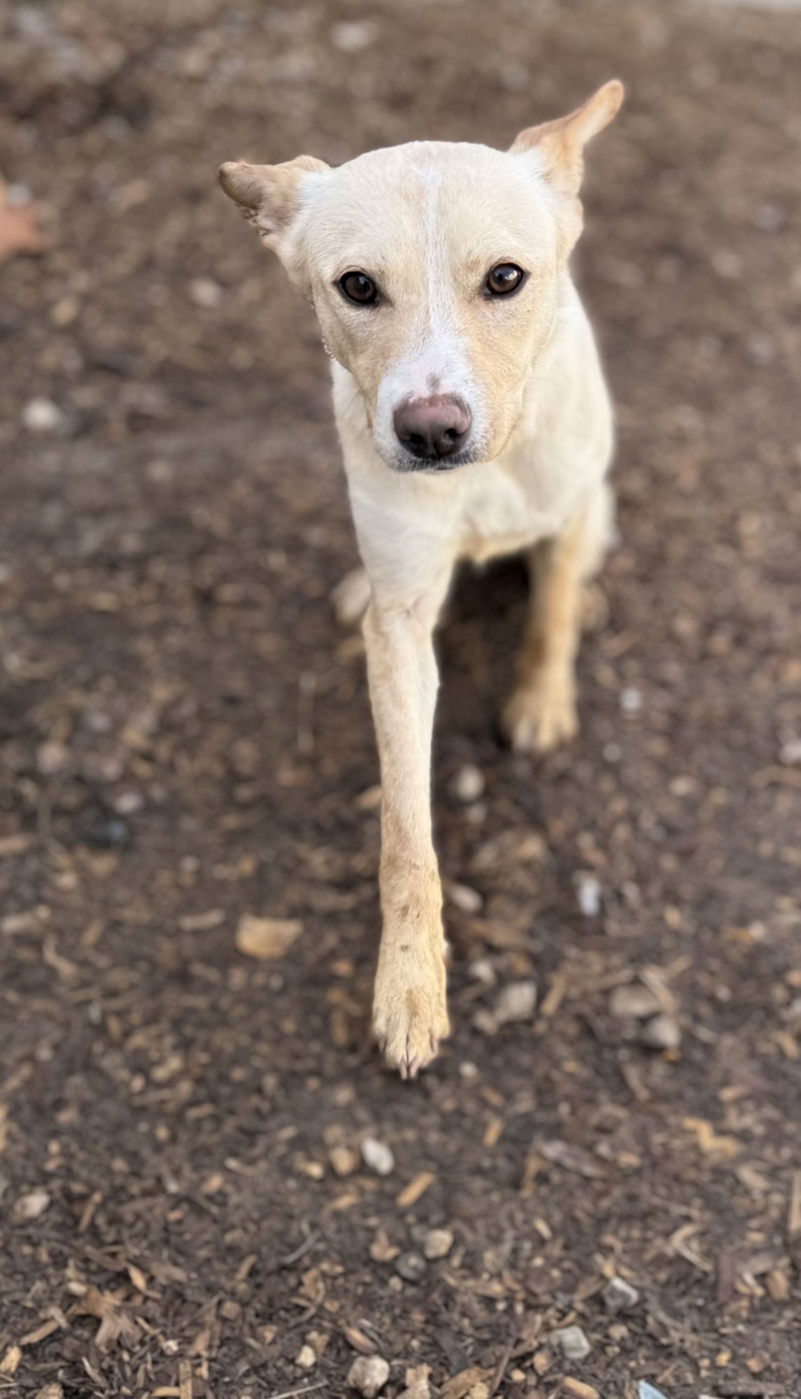 CHAPEL - Feist available for adoption