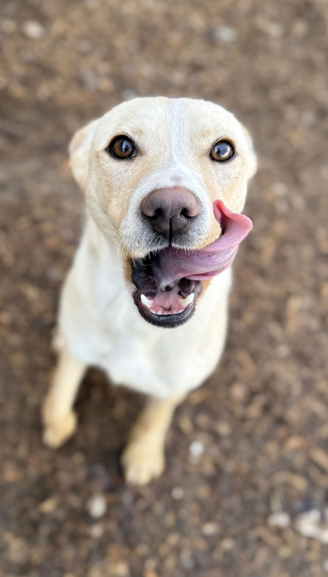 CHAPEL - Feist available for adoption