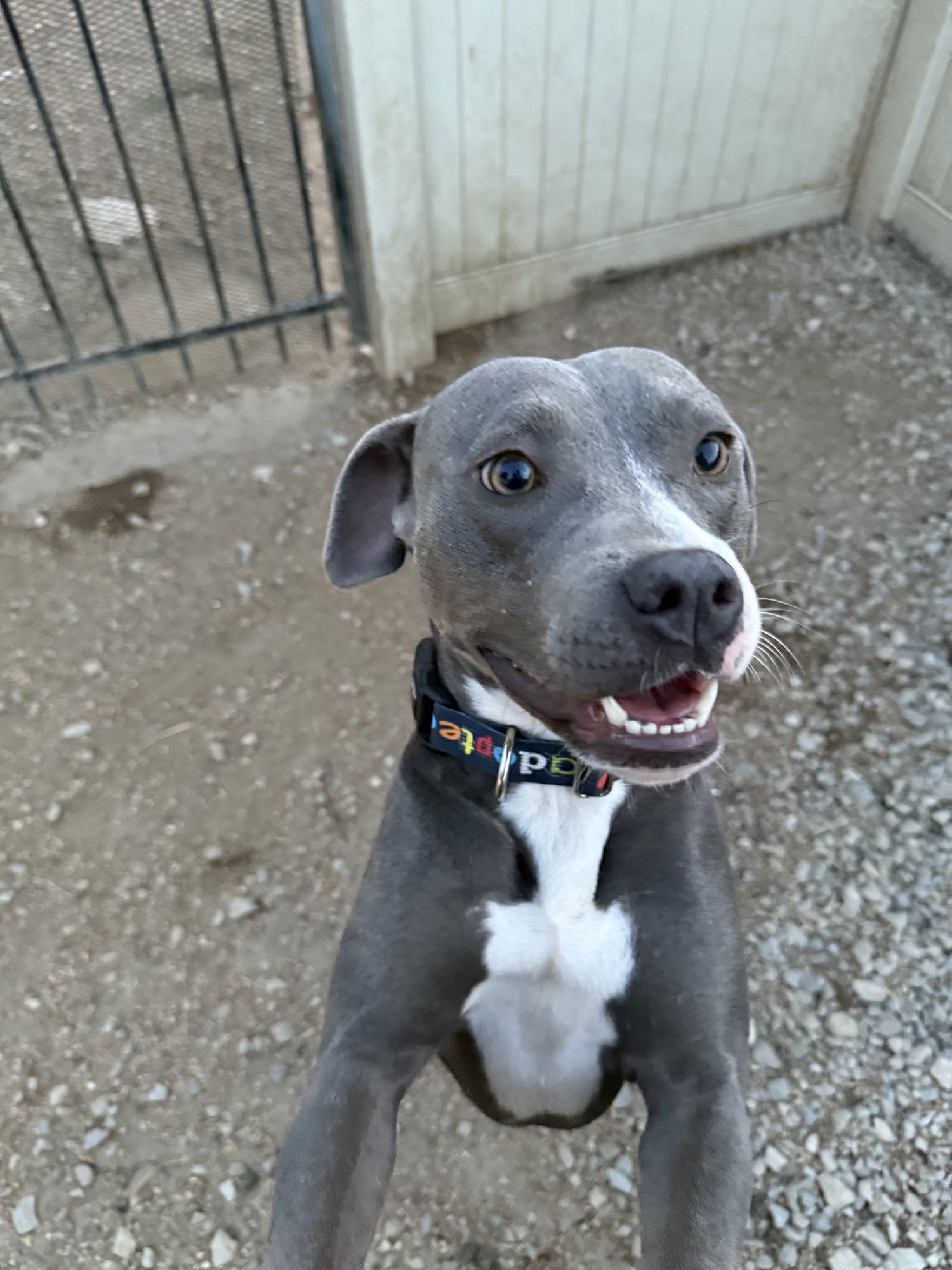 TILLA - American Pit Bull Terrier available for adoption