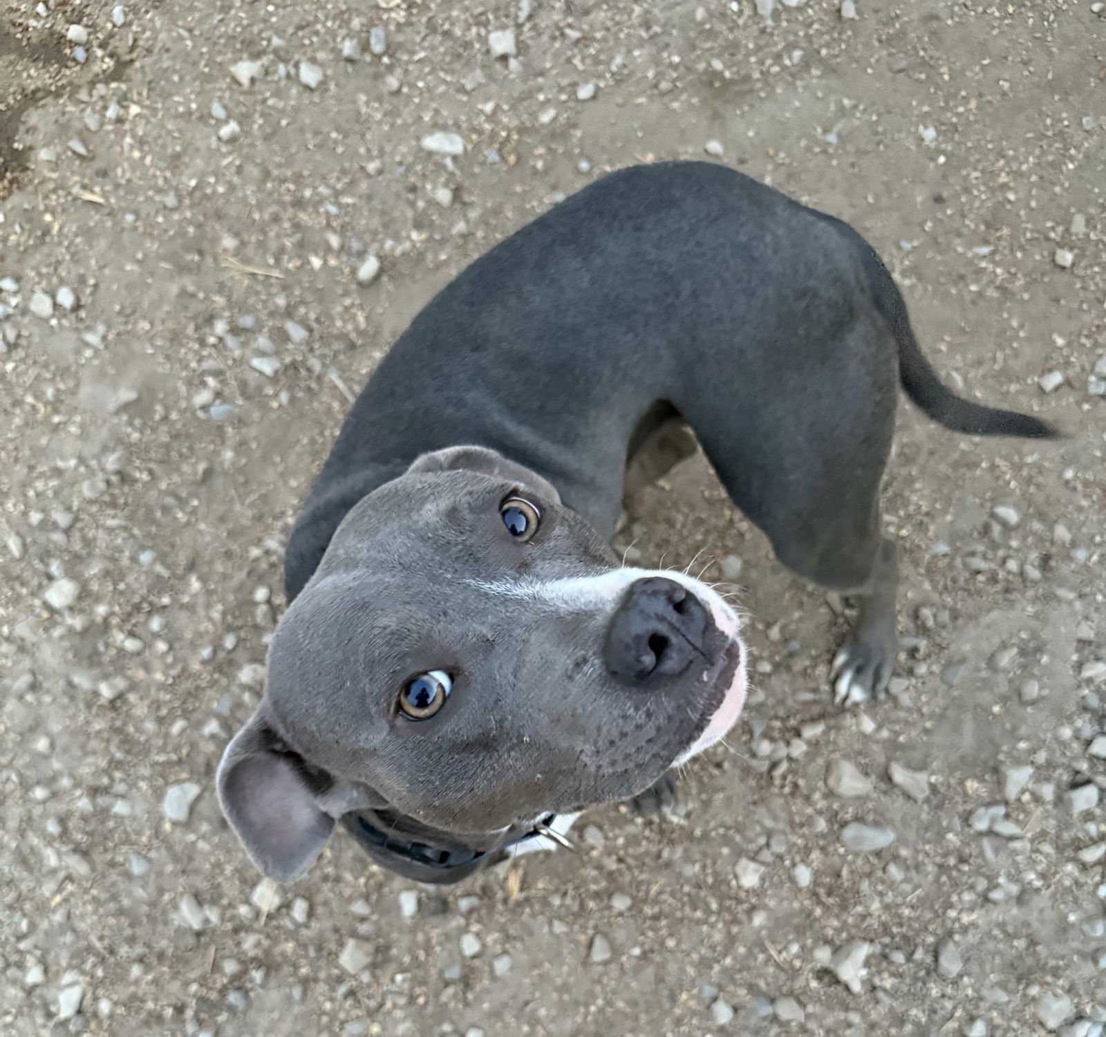 TILLA - American Pit Bull Terrier available for adoption