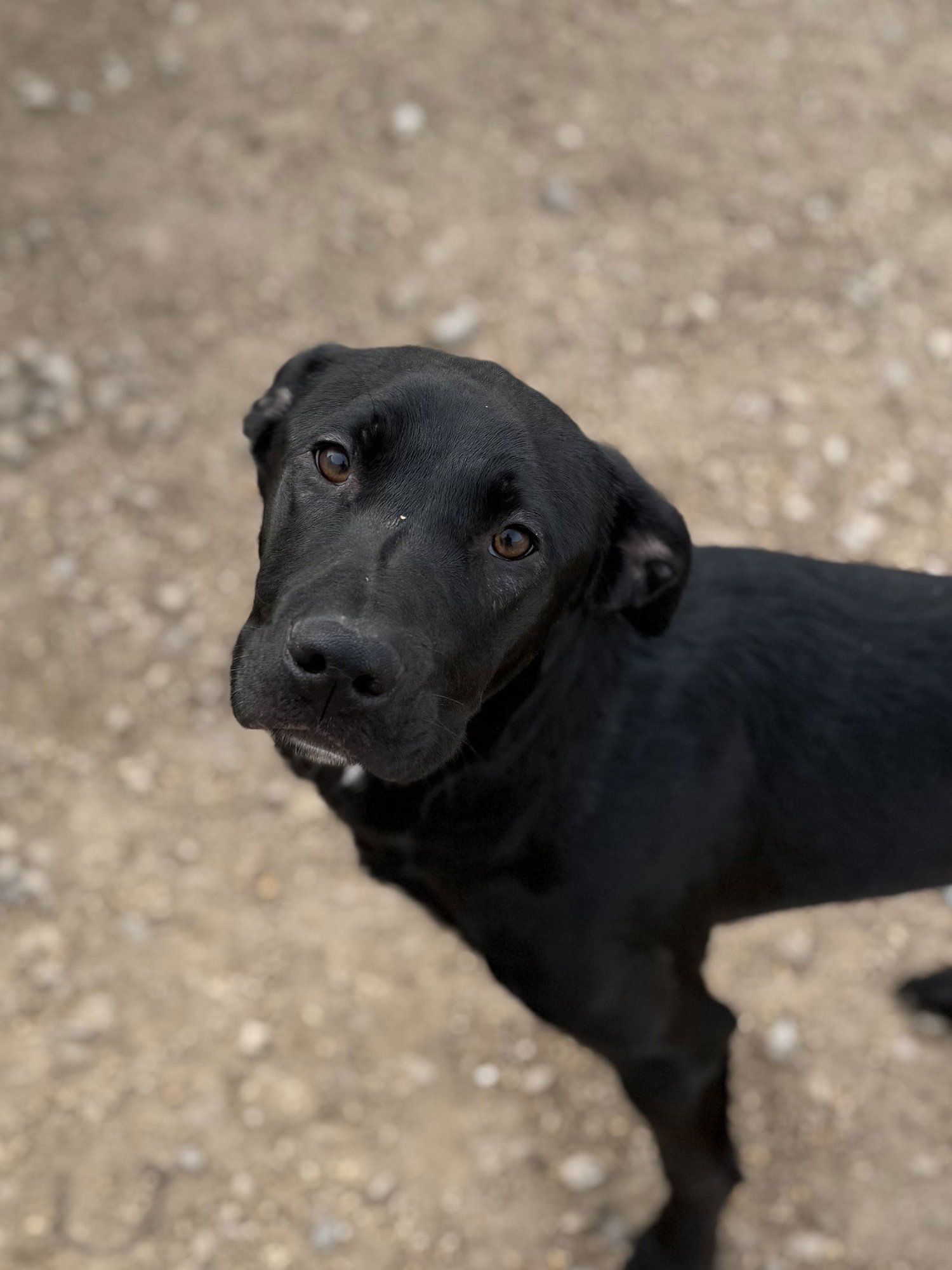 NELSON - Black Labrador Retriever available for adoption