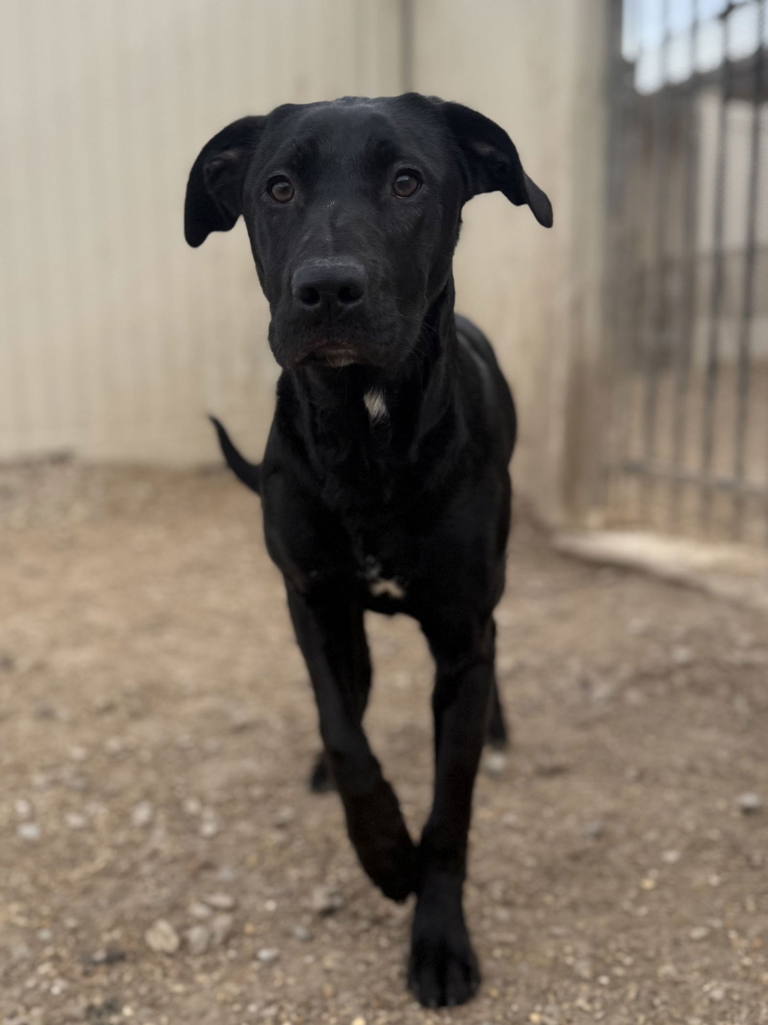 NELSON - Black Labrador Retriever available for adoption