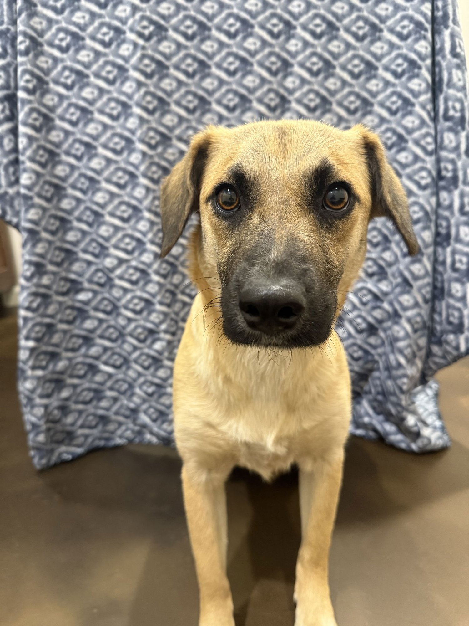 CHEDDAR - Fox Terrier available for adoption