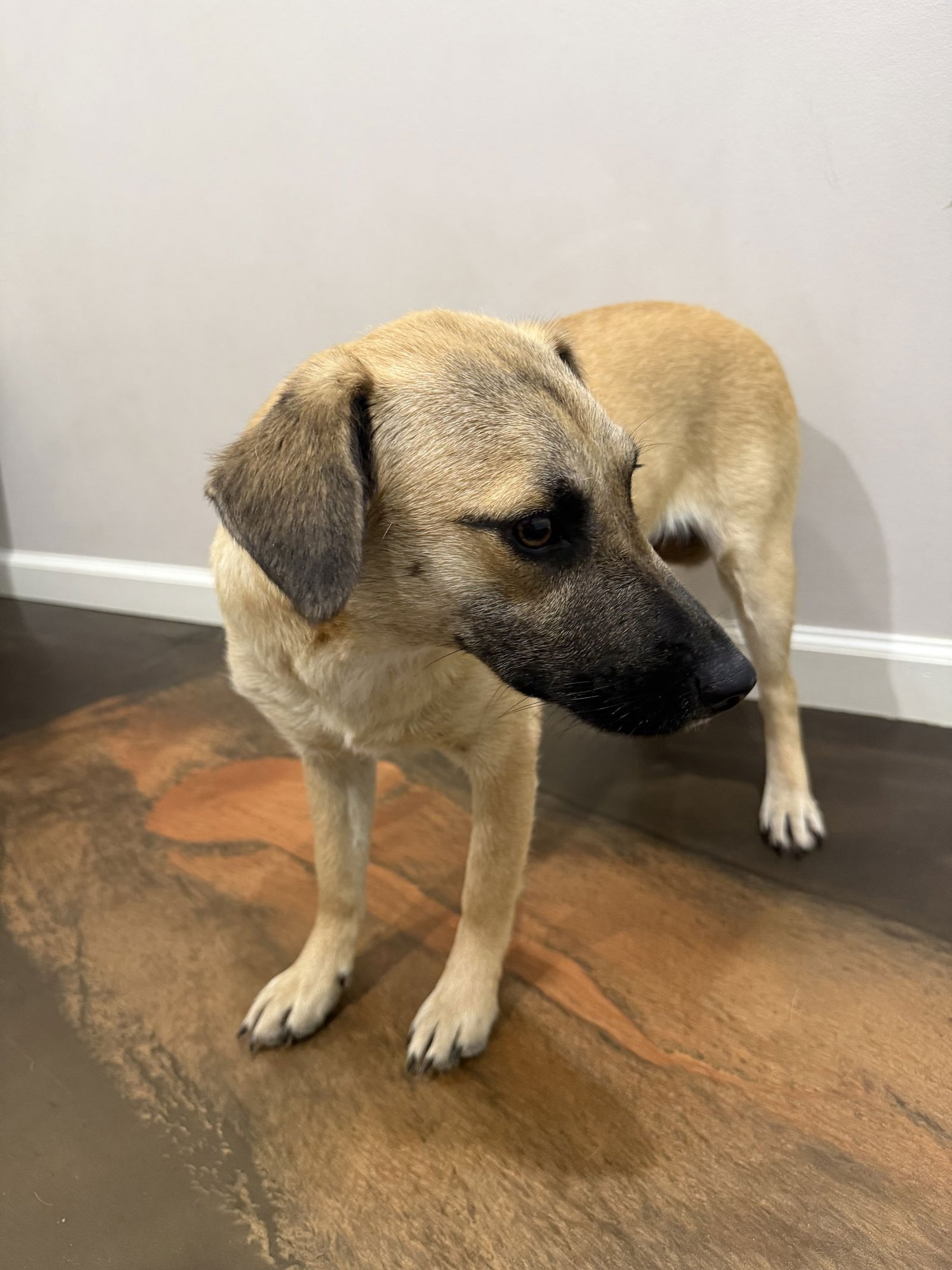 CHEDDAR - Fox Terrier available for adoption