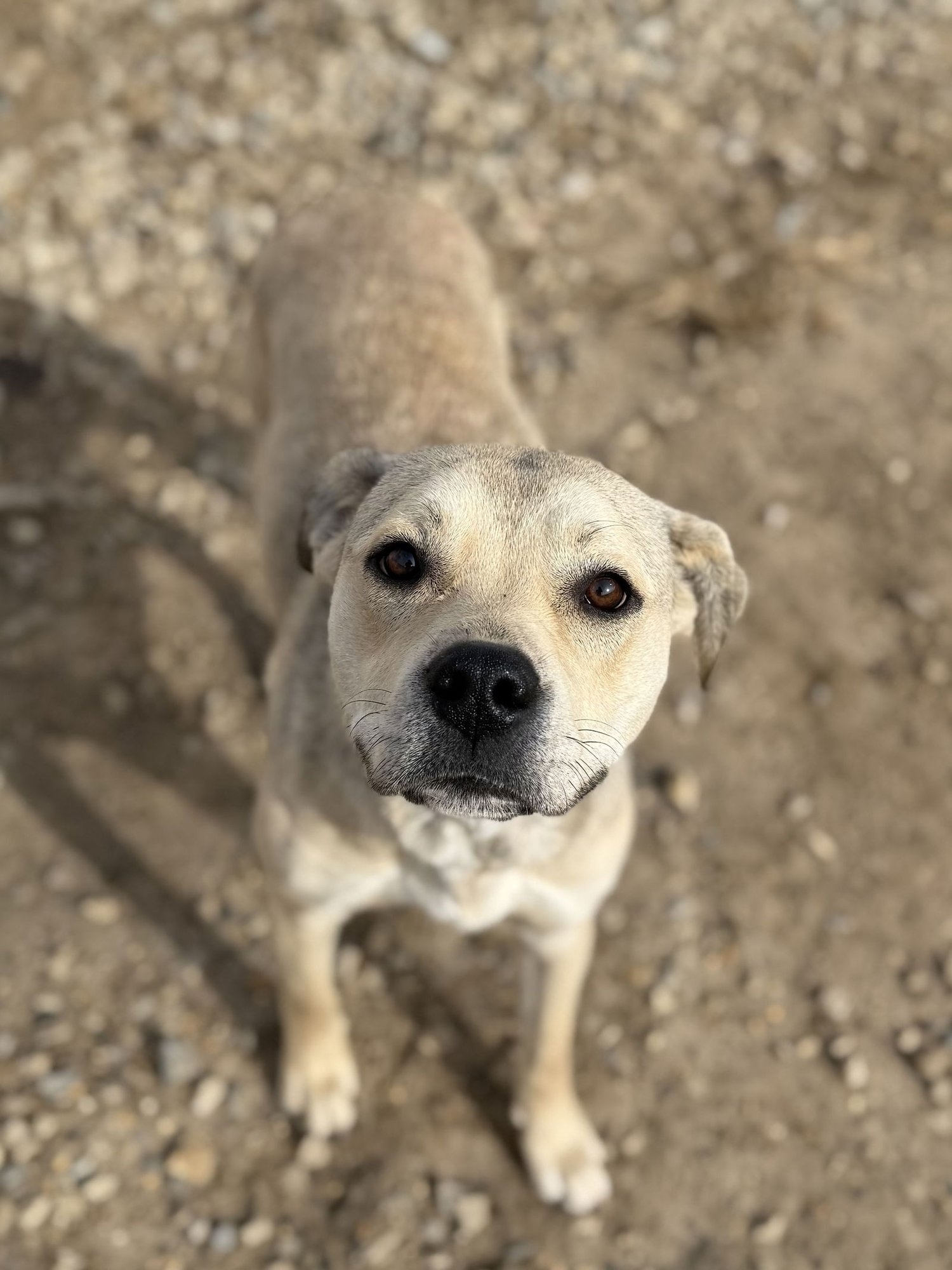 KELA - American Pit Bull Terrier available for adoption