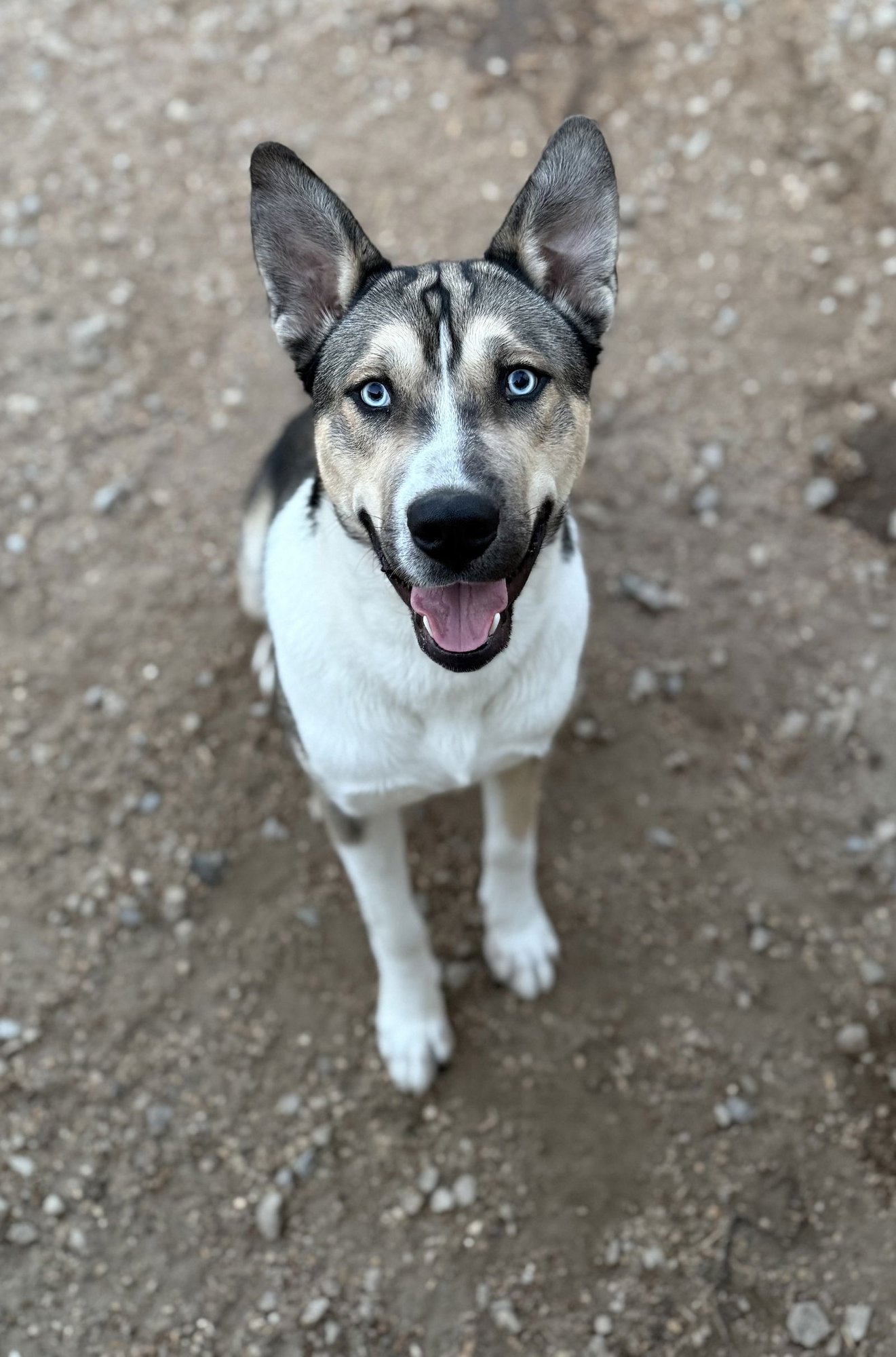 CHANGA - Akita / Husky available for adoption