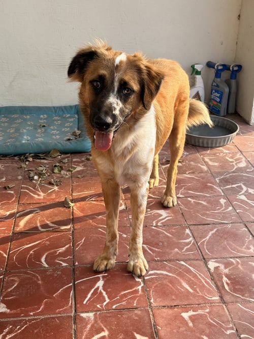 BARON - Australian Shepherd for adoption in Brownsville