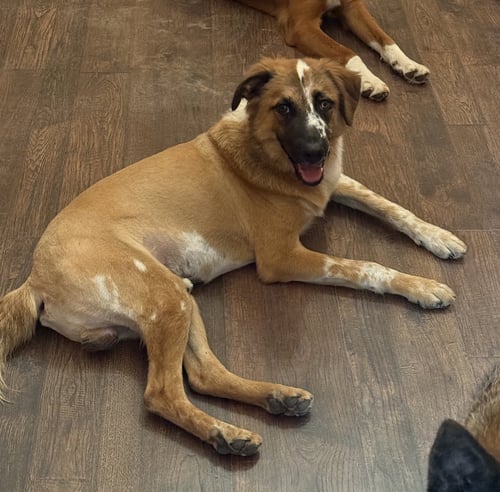 BARON - Australian Shepherd available for adoption