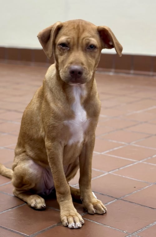 KIRA - Labrador Retriever available for adoption
