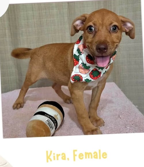KIRA - Labrador Retriever available for adoption