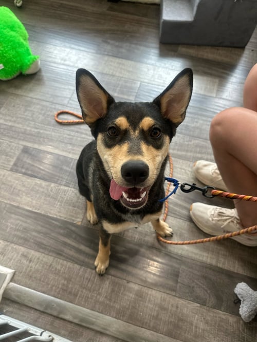 SCOUT - Shepherd available for adoption