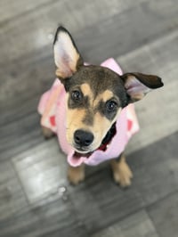 Scout - Photo 4