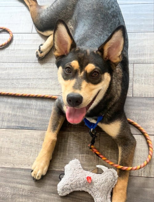 SCOUT - Shepherd available for adoption