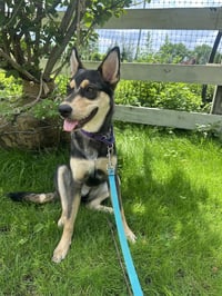 Scout - Photo 3