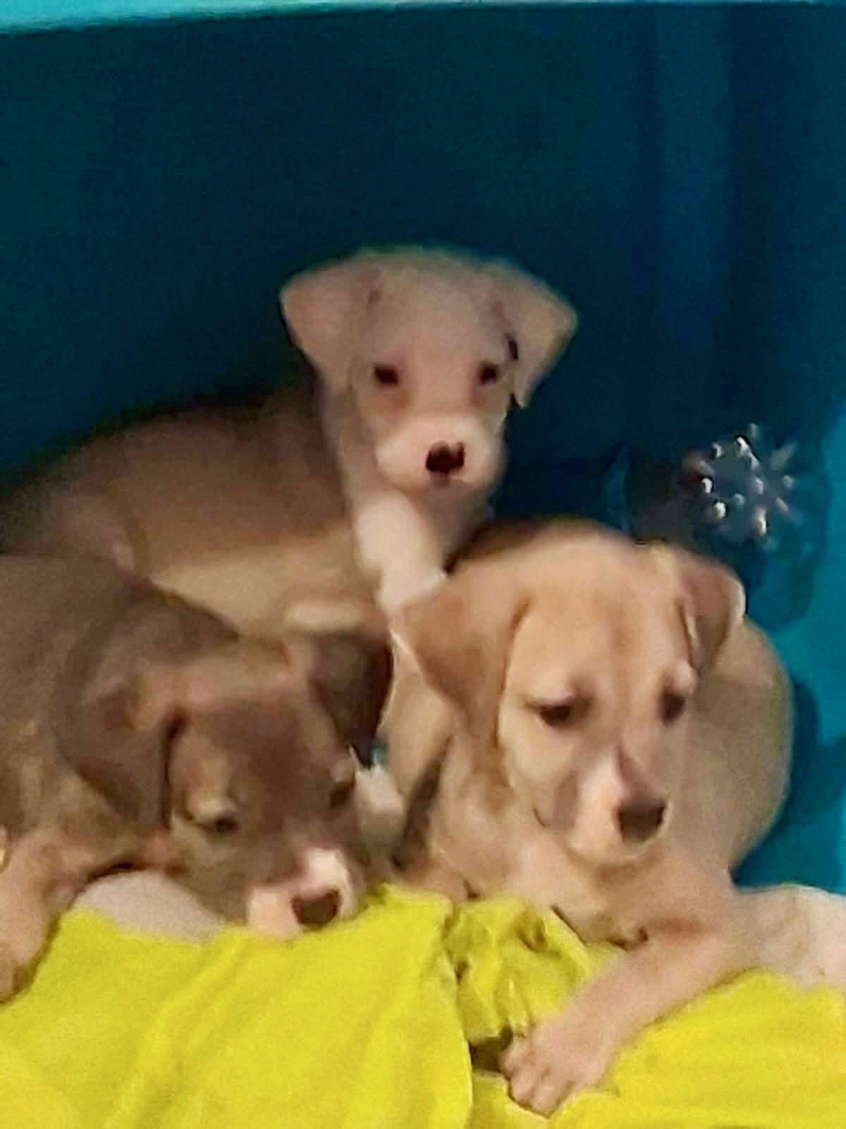 ROSE - Labrador Retriever / Pit Bull Terrier available for adoption