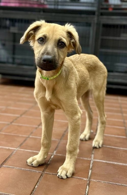 MAX - Golden Retriever available for adoption