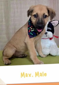 Max - Photo 2