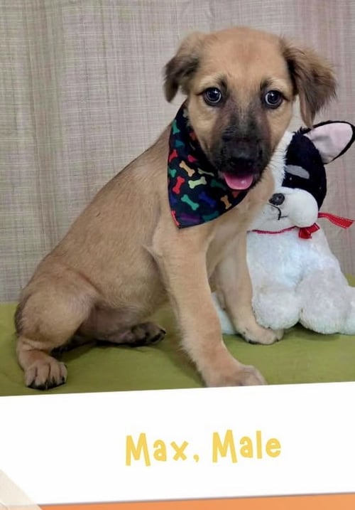 MAX - Golden Retriever available for adoption