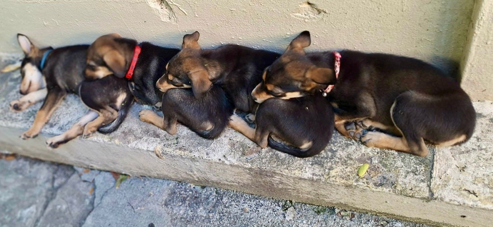 PETER - Shepherd available for adoption