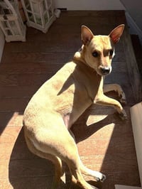 Sadie - Photo 6