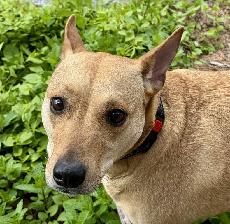 Sadie Image
