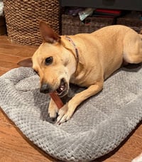 Sadie - Photo 5