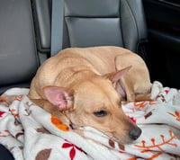 Sadie - Photo 4