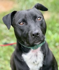 Marley - Photo 3