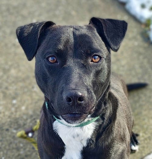 MARLEY - Labrador Retriever available for adoption